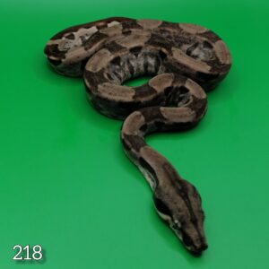 218 Удав самец Hypo 66% Het Albino (Kahl) 66% Leopard