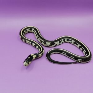 Змея самец+самка Lampropeltis getulus californiae страйп гет альбино